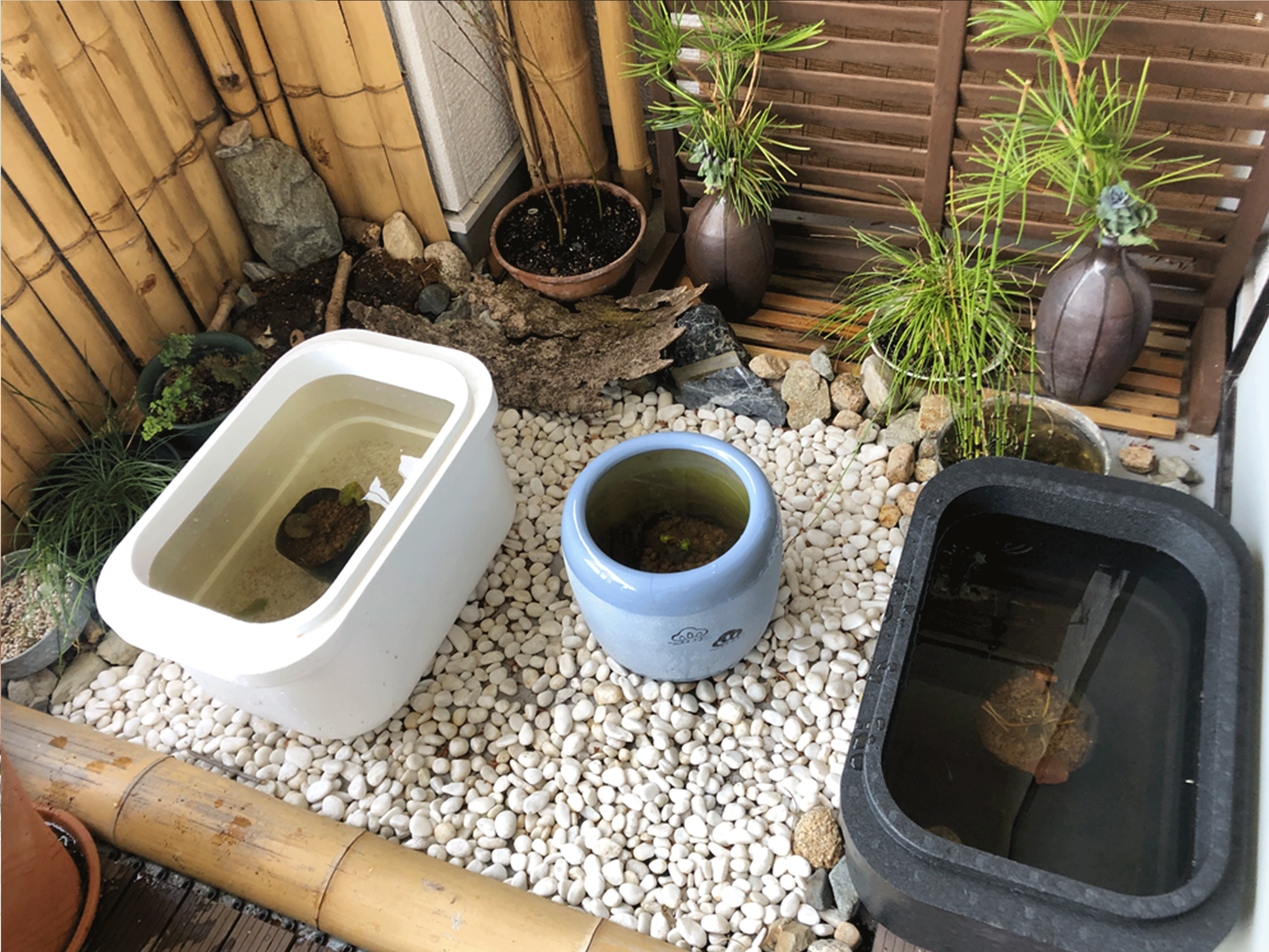 白、黒 メダカ水槽鉢 ハッポー鉢 24L