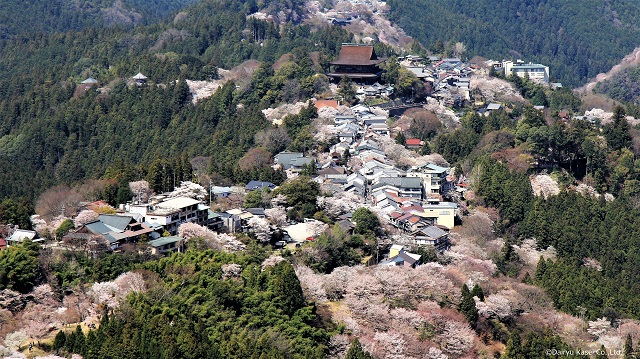 吉野金峯山寺の桜
