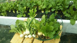 お客様ブログに掲載頂きました。（ネオアグリ・アース様）